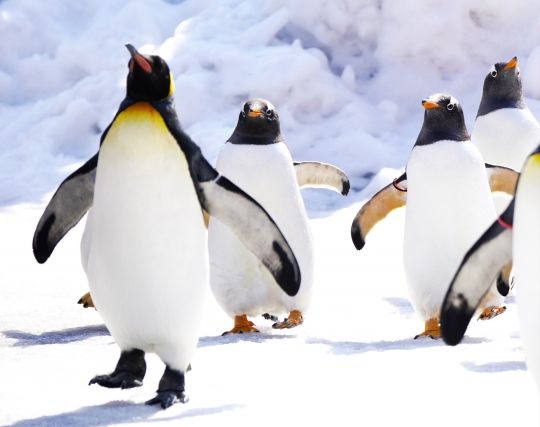たくさんのペンギンの夢 たくさんのペンギンの夢