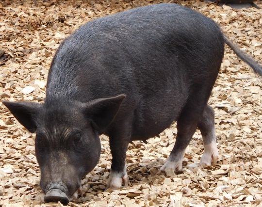 豚が浮気される夢