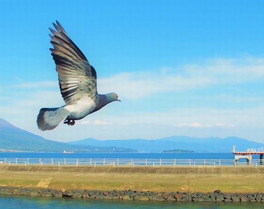 鳩に逃げられる夢 鳩に逃げられる夢