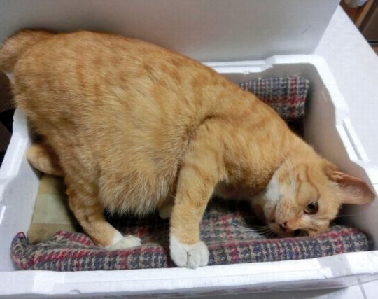 猫が自分の代役として妊娠する夢 猫が自分の代役として妊娠する夢