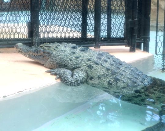 <strong>ワニ</strong>に嘘をつかれる夢