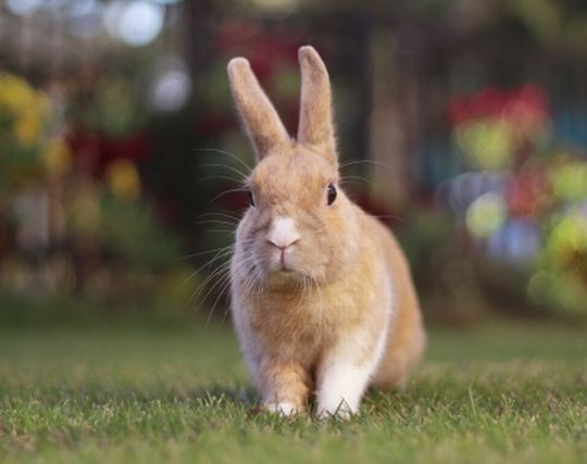 ペットが現れて<strong>安心</strong>する夢