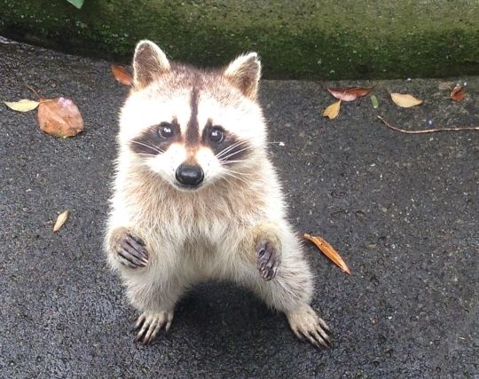 アライグマに<strong>追いかけられる</strong>夢 アライグマに<strong>追いかけられる</strong>夢