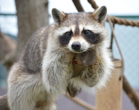 獰猛なアライグマを飼い慣らす夢