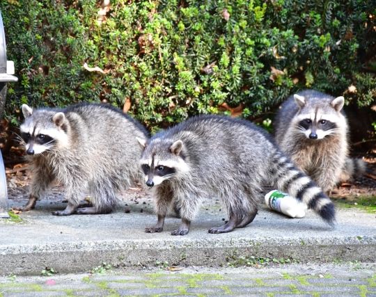 アライグマが事故に遭う夢 アライグマが事故に遭う夢