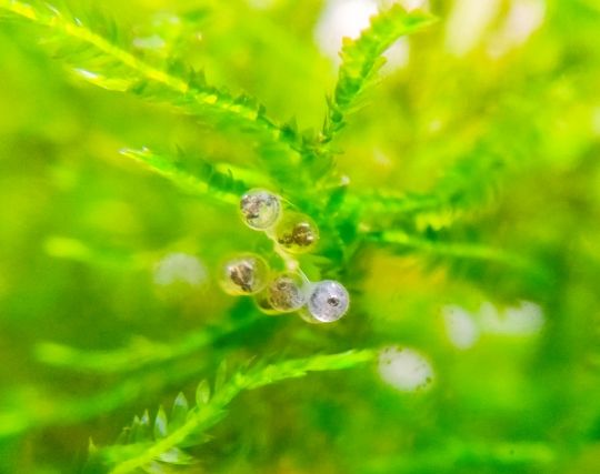 メダカの卵が孵化する夢 メダカの卵が孵化する夢