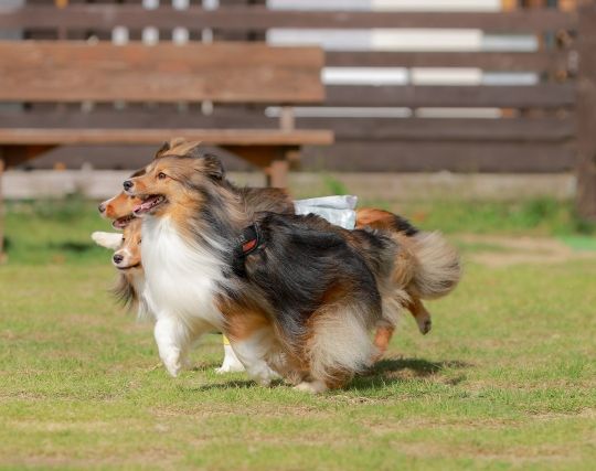 犬に逃げられる夢 犬に逃げられる夢