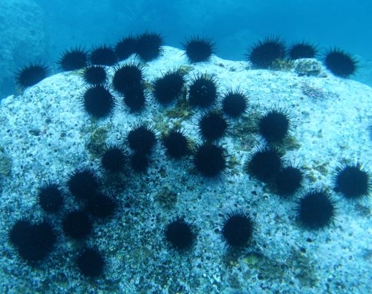 ウニが歩く夢 ウニが歩く夢
