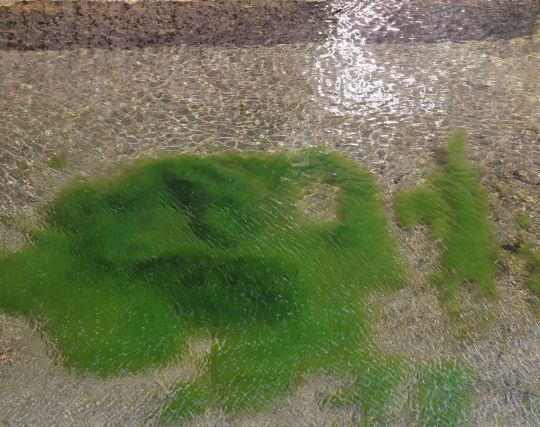 川<strong>底</strong>で藻が揺れる夢