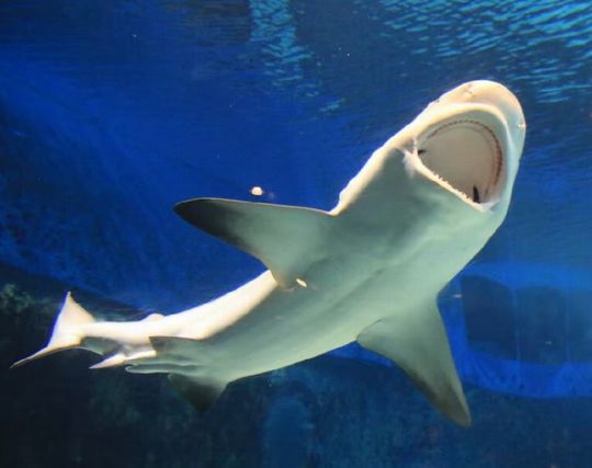 サメが自殺する夢 サメが自殺する夢