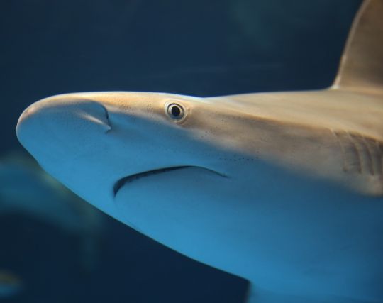 大きなサメの夢 大きなサメの夢