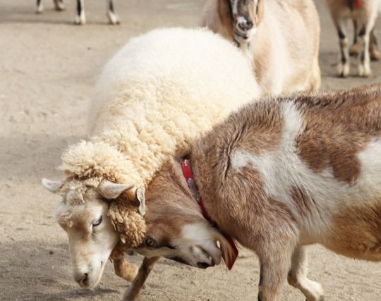 何かが戦って勝つ夢 何かが戦って勝つ夢