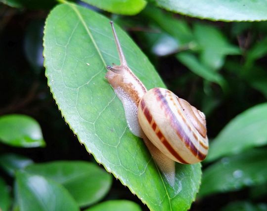 カタツムリになる夢 カタツムリになる夢