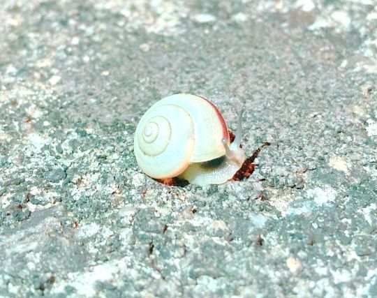 白いカタツムリの夢 白いカタツムリの夢
