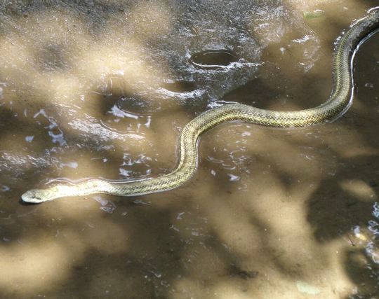 蛇が近づいて来る夢 蛇が近づいて来る夢