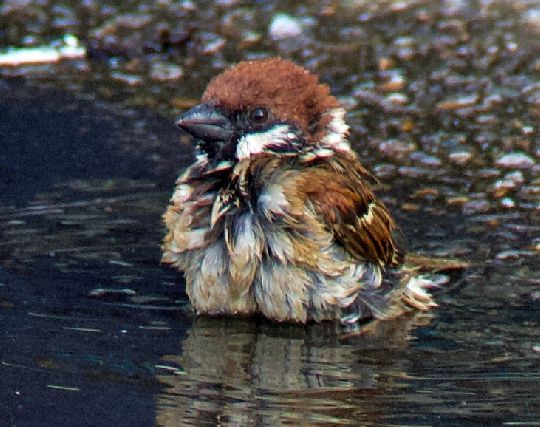 スズメが泳ぐ夢 スズメが泳ぐ夢