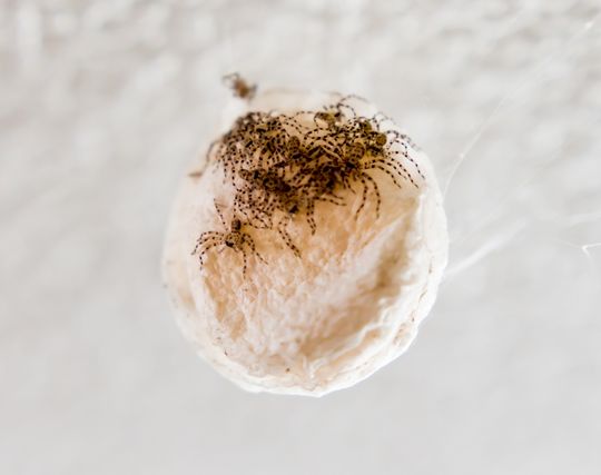 蜘蛛の卵が孵化する夢 蜘蛛の卵が孵化する夢