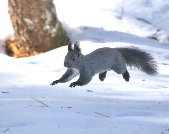 リスに逃げられる夢 リスに逃げられる夢
