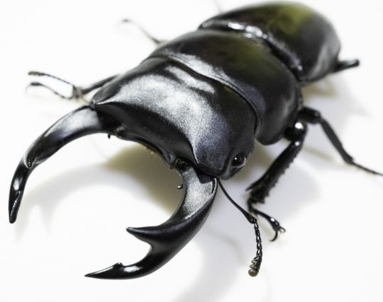 黒いクワガタの夢 黒いクワガタの夢