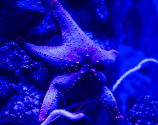 ヒトデが歩く夢 ヒトデが歩く夢