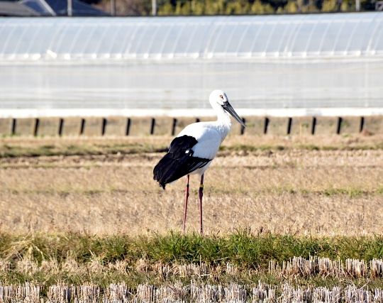 コウノトリに逃げられる夢 コウノトリに逃げられる夢