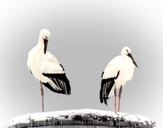 コウノトリが結婚する夢 コウノトリが結婚する夢