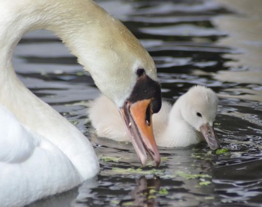 白鳥が出産する夢 白鳥が出産する夢