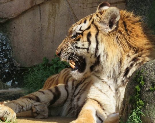 tiger tiger
