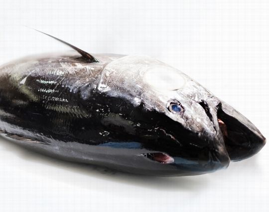 マグロが怒る夢 マグロが怒る夢