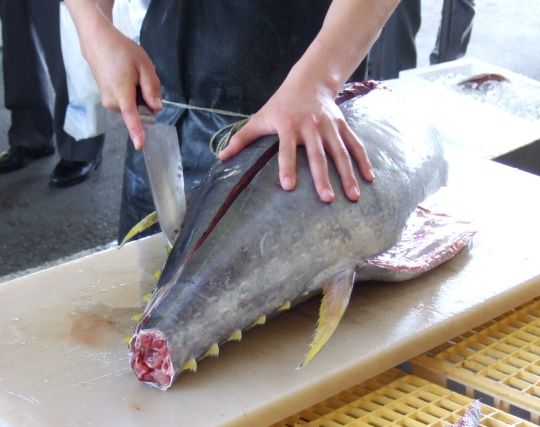 マグロを<strong>さばく</strong>夢 マグロを<strong>さばく</strong>夢