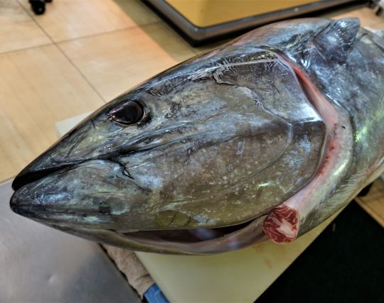 マグロが生贄になる夢 マグロが生贄になる夢