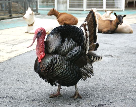 立派な七面鳥の夢 立派な七面鳥の夢