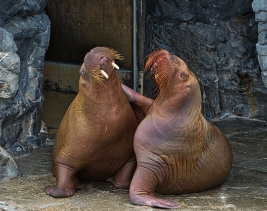 セイウチが結婚する夢 セイウチが結婚する夢
