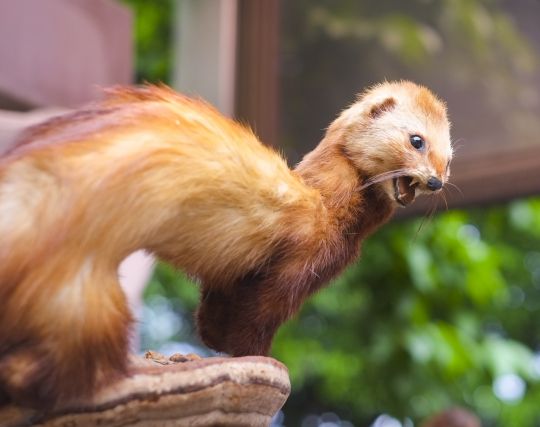 イタチに呪われる夢 イタチに呪われる夢