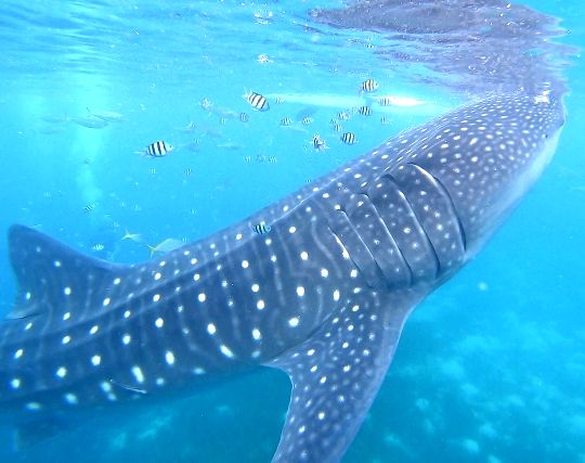 ジンベエザメを追いかける夢