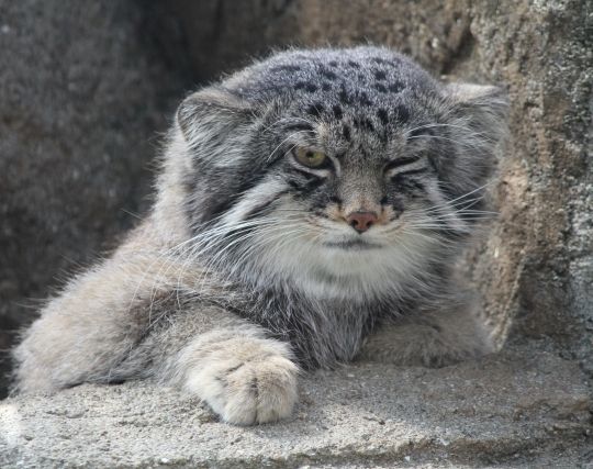 ヤマネコに怒られる夢 ヤマネコに怒られる夢