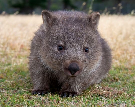 かわいい動物の夢 かわいい動物の夢