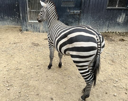 シマウマを追いかける夢 シマウマを追いかける夢