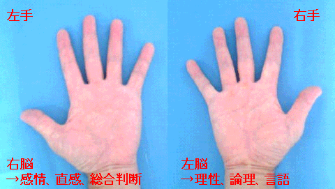 感情の左手と理性の右手 - 手相の正しい見方