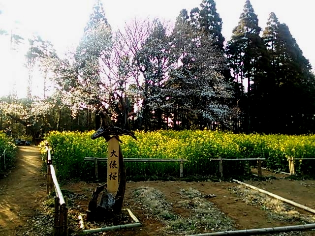 大俵桜2015.3.30 大俵桜2015.3.30