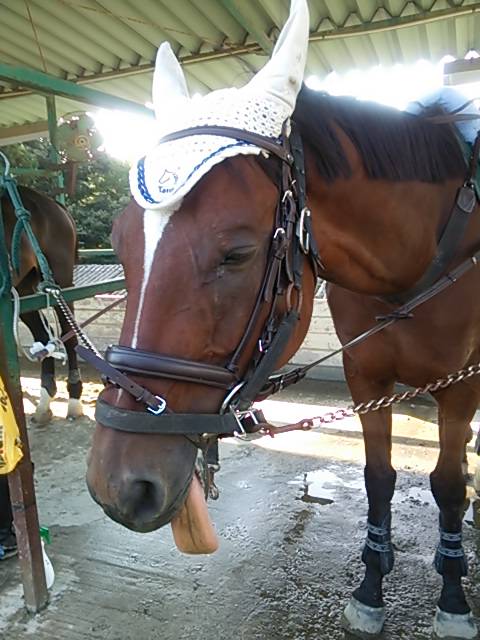 ハミを嵌めると舌を出す馬 ハミを嵌めると舌を出す馬