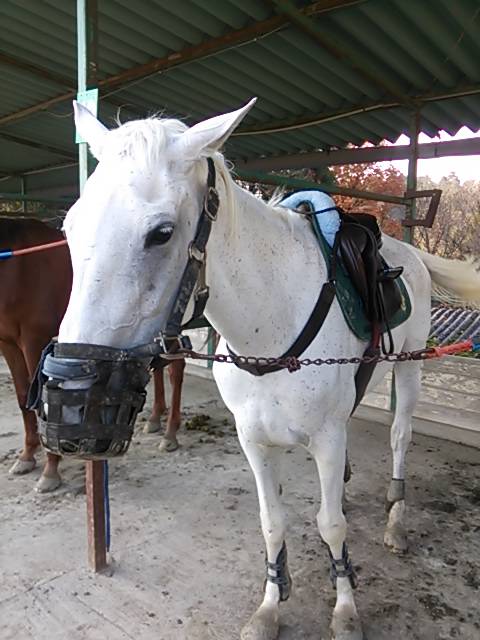 馬装嫌いな馬 馬装嫌いな馬